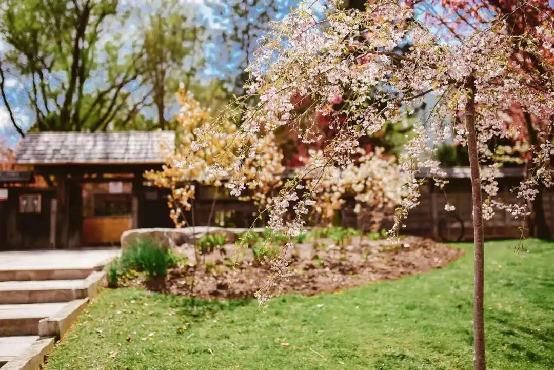 赏樱讲究一个意境！密西沙加日本公园樱花开得正好！