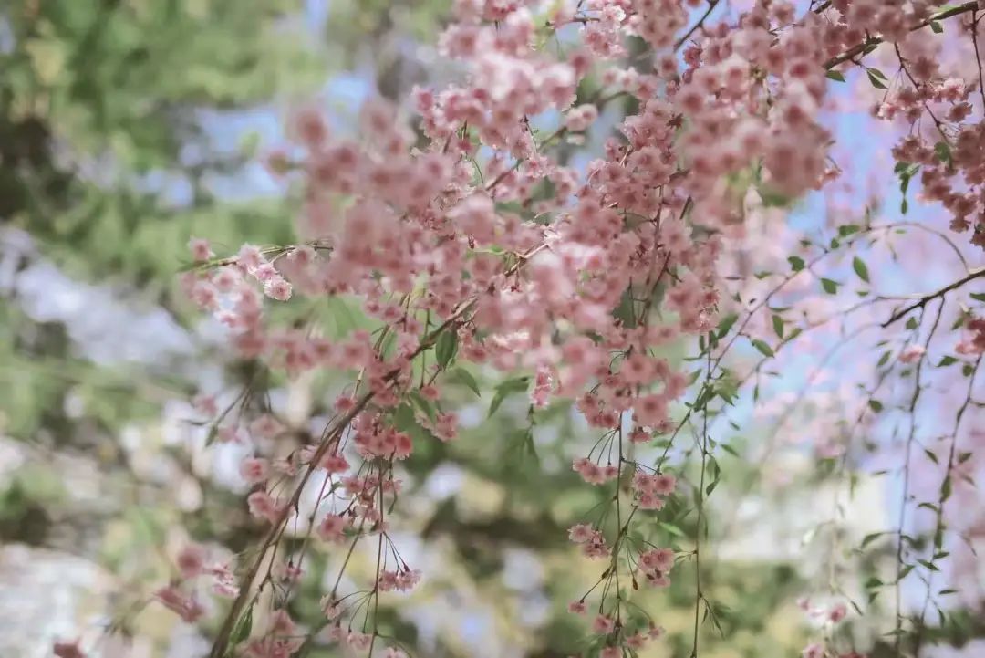 赏樱讲究一个意境！密西沙加日本公园樱花开得正好！