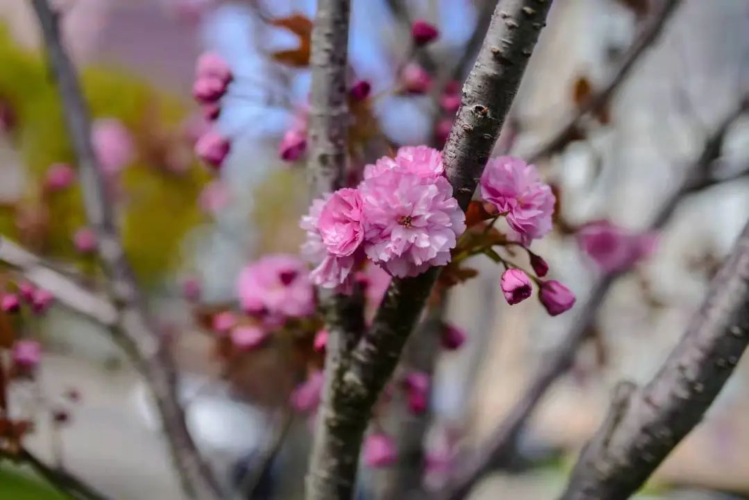 赏樱讲究一个意境！密西沙加日本公园樱花开得正好！