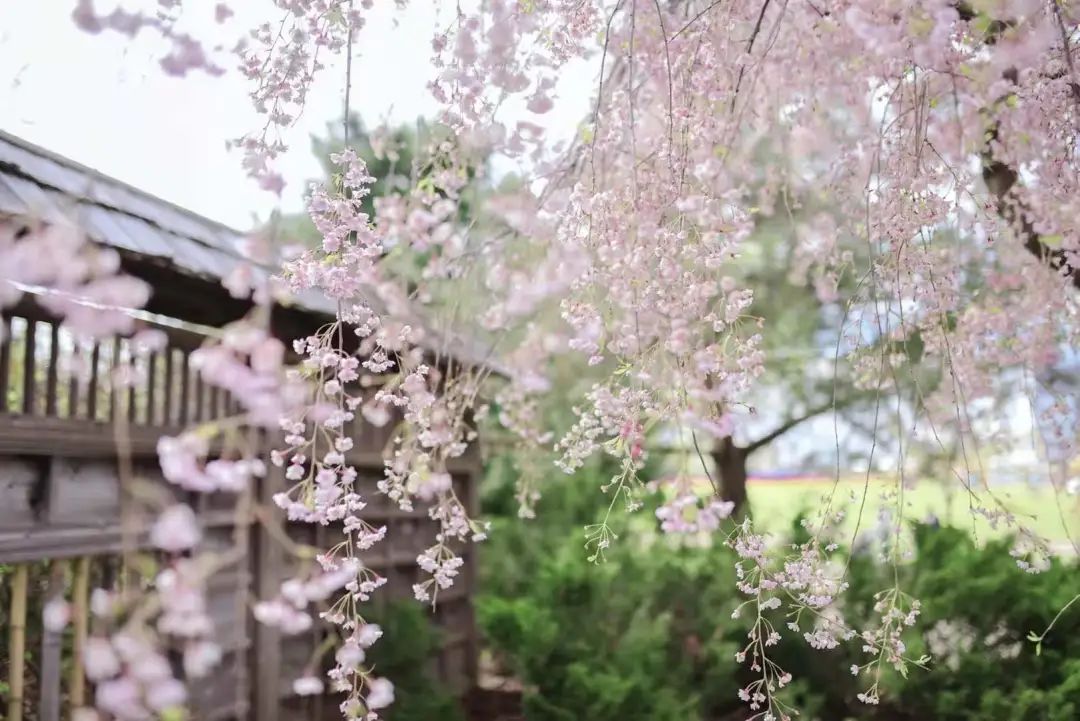 赏樱讲究一个意境！密西沙加日本公园樱花开得正好！