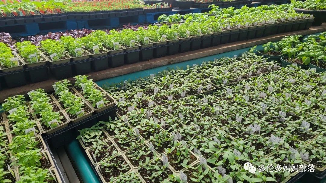 “菜根花大宝贝”探店19街农场菜园子：菜苗又绿又便宜，粪土又肥又多样！