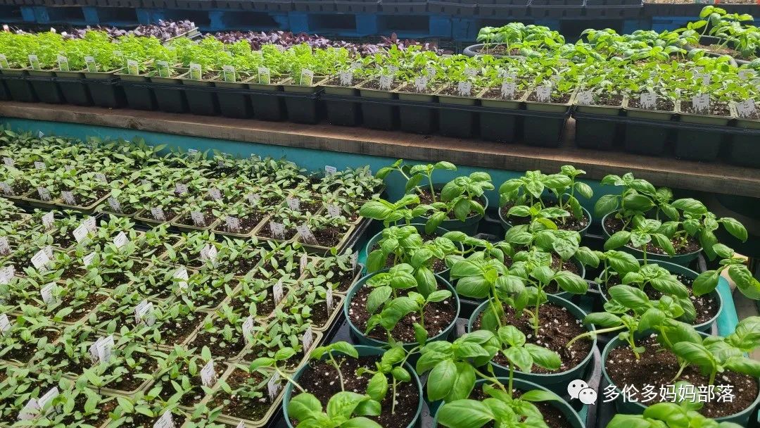 “菜根花大宝贝”探店19街农场菜园子：菜苗又绿又便宜，粪土又肥又多样！