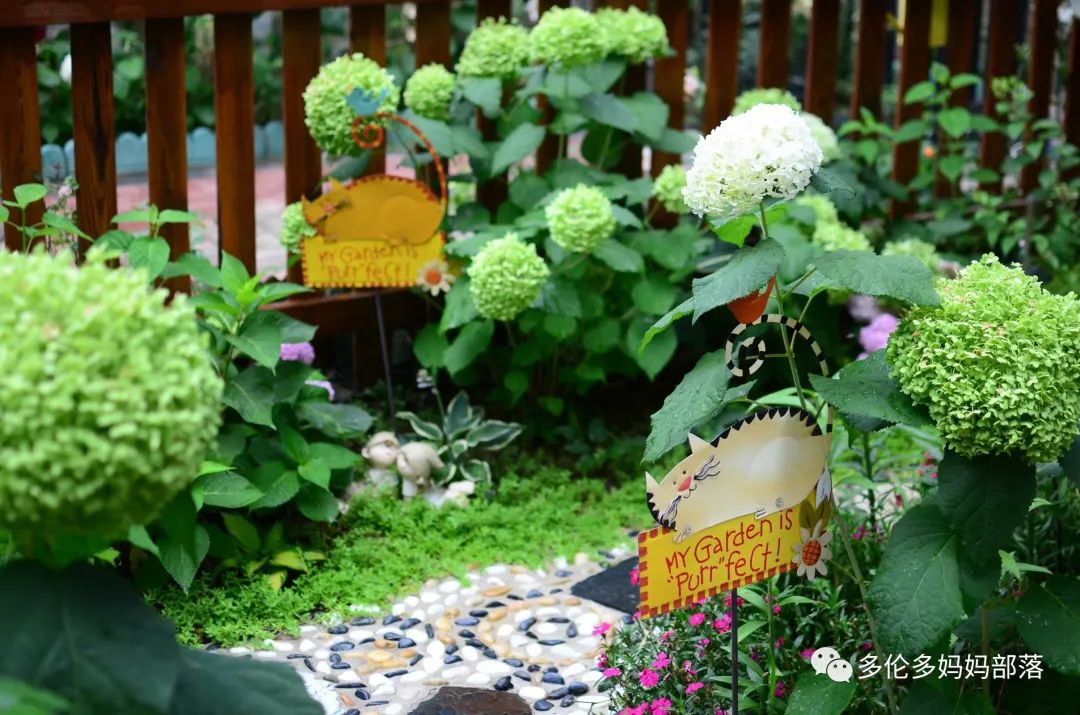 在四季只有冬夏冬冬的土狼屯：种植绣球如何选品？如何养护？（内附大型炫富）