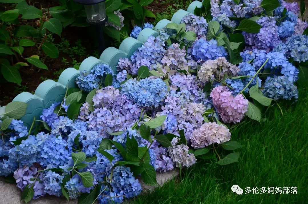 在四季只有冬夏冬冬的土狼屯：种植绣球如何选品？如何养护？（内附大型炫富）