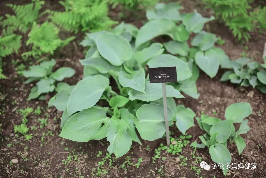 摸鱼RBG隔壁花园：甄嬛传十级学者带你赏芍药赏牡丹赏玉簪
