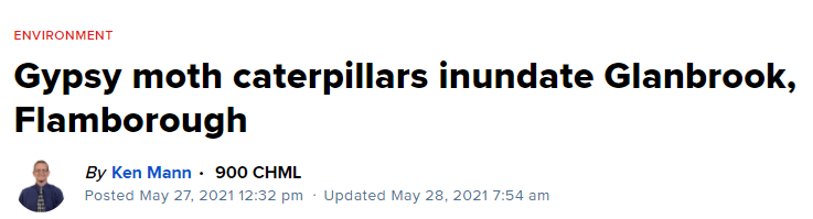 安省黑毛毛虫大爆发，手把手教你怎么搞死它！（有虫图，不适，慎点）