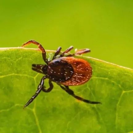 安省黑毛毛虫大爆发，手把手教你怎么搞死它！（有虫图，不适，慎点）