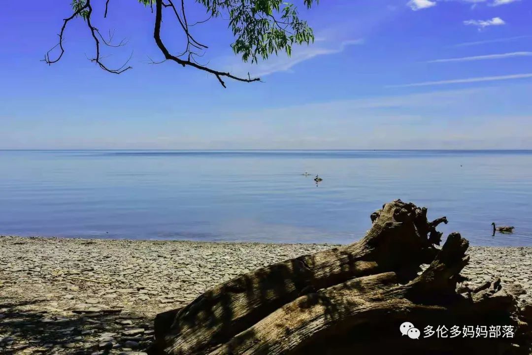 浓颜系美貌！快去多伦多这个杜鹃园赏花，绝绝子！