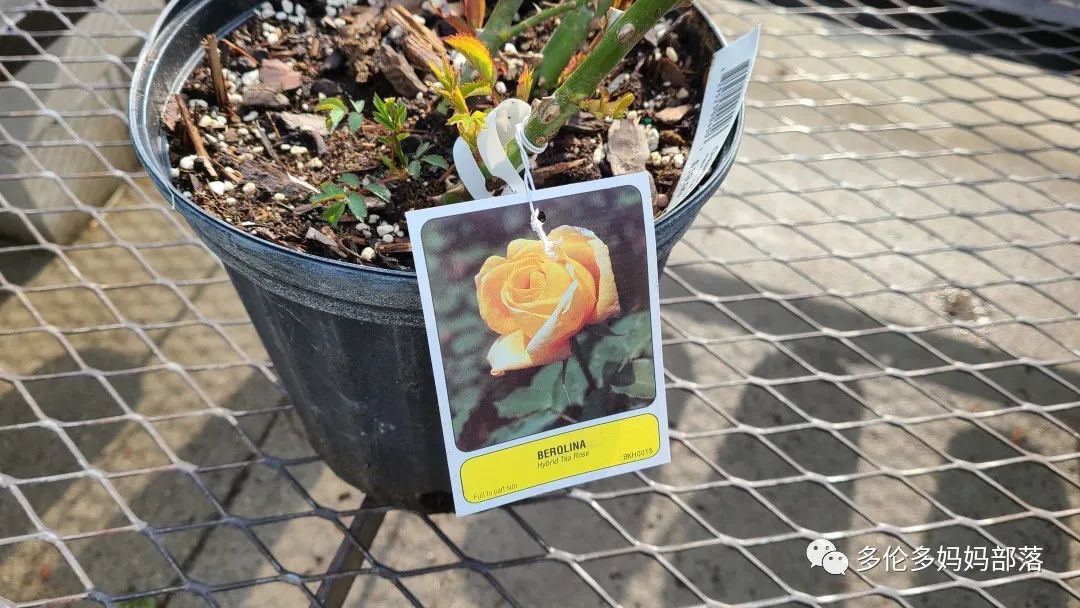 【探店】审美在线的Low's高颜值铁线莲、玫瑰、绿植上架，海量细节生图曝光