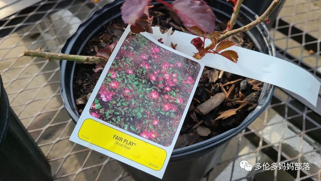 【探店】审美在线的Low's高颜值铁线莲、玫瑰、绿植上架，海量细节生图曝光