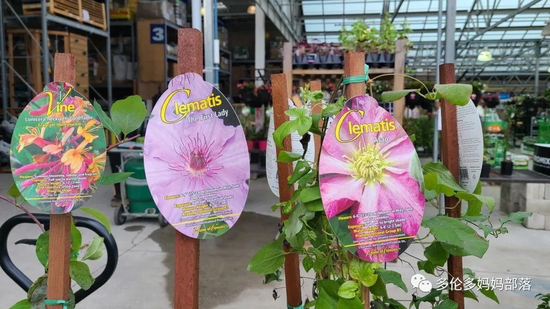 【探店】审美在线的Low's高颜值铁线莲、玫瑰、绿植上架，海量细节生图曝光