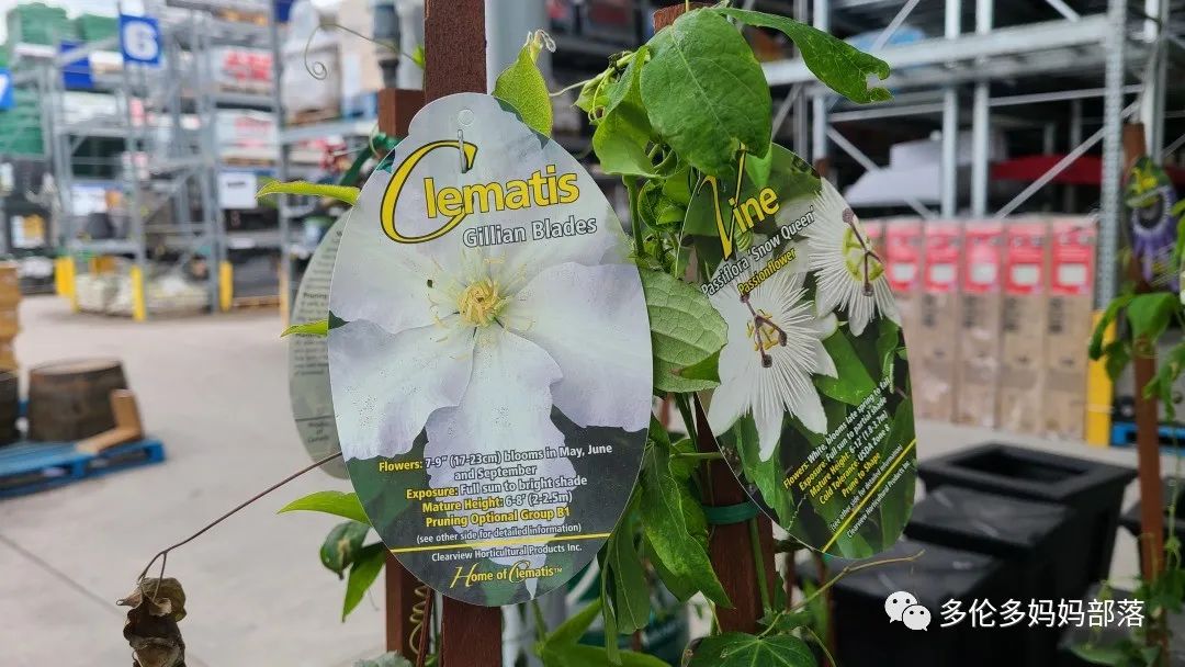 【探店】审美在线的Low's高颜值铁线莲、玫瑰、绿植上架，海量细节生图曝光