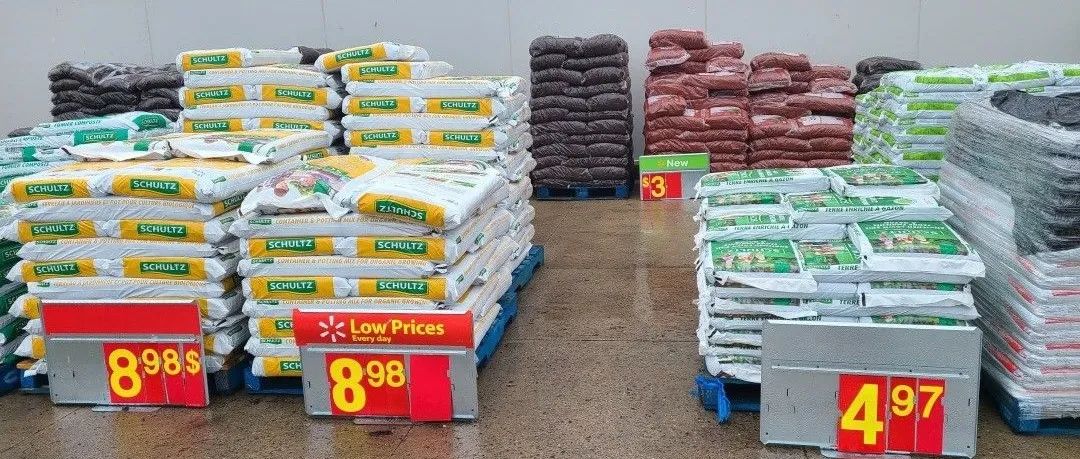 【探店】审美在线的Low's高颜值铁线莲、玫瑰、绿植上架，海量细节生图曝光