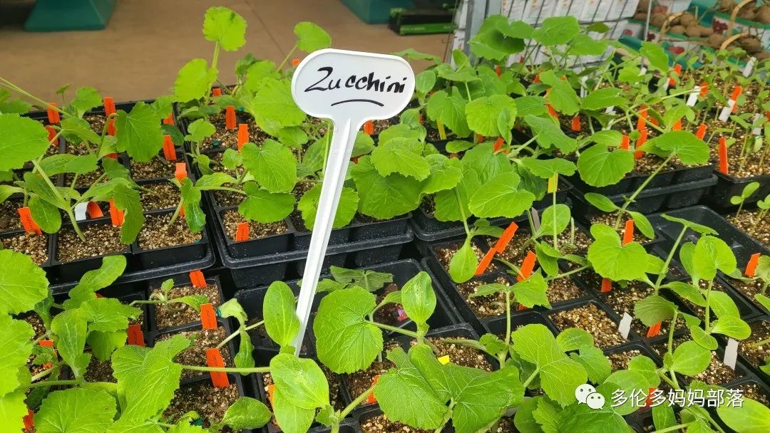 “菜根花大宝贝”探店19街农场菜园子：菜苗又绿又便宜，粪土又肥又多样！