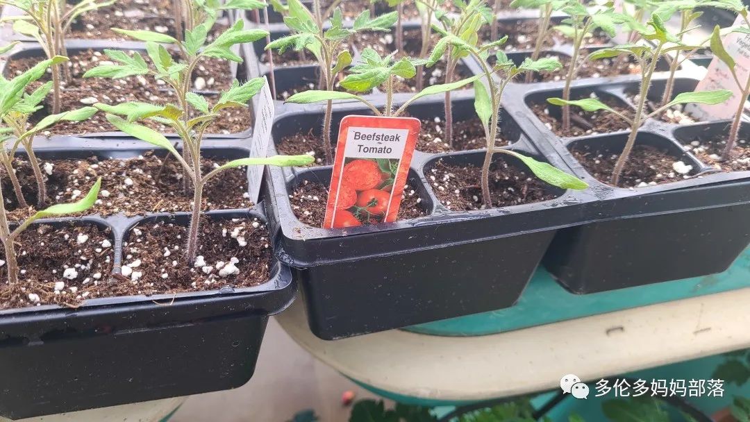 “菜根花大宝贝”探店19街农场菜园子：菜苗又绿又便宜，粪土又肥又多样！