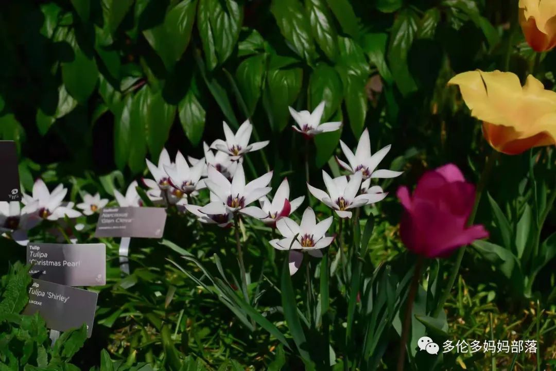 溜娃好去处，带娃看花海，爱德华公园的花花们都开疯了！