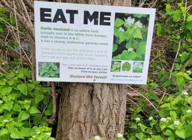 “看起来很好吃！” 撸一撸那些有毒的野菜野果野蘑菇：别瞎薅！