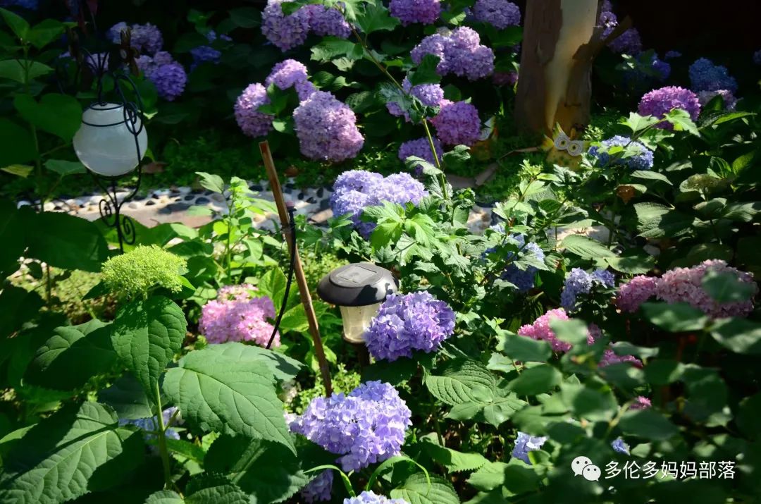 在四季只有冬夏冬冬的土狼屯：种植绣球如何选品？如何养护？（内附大型炫富）