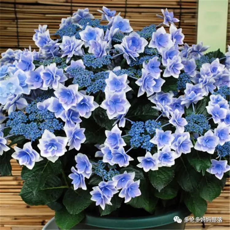 在四季只有冬夏冬冬的土狼屯：种植绣球如何选品？如何养护？（内附大型炫富）