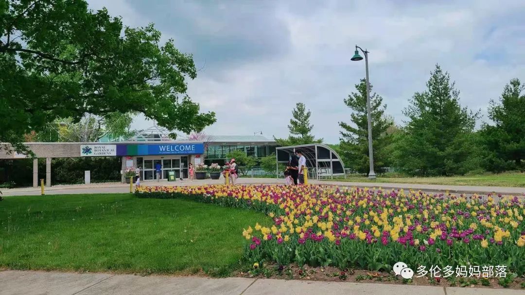 摸鱼RBG隔壁花园：甄嬛传十级学者带你赏芍药赏牡丹赏玉簪