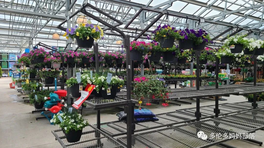 【探店】审美在线的Low's高颜值铁线莲、玫瑰、绿植上架，海量细节生图曝光