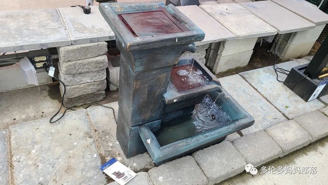 【探店】审美在线的Low's高颜值铁线莲、玫瑰、绿植上架，海量细节生图曝光