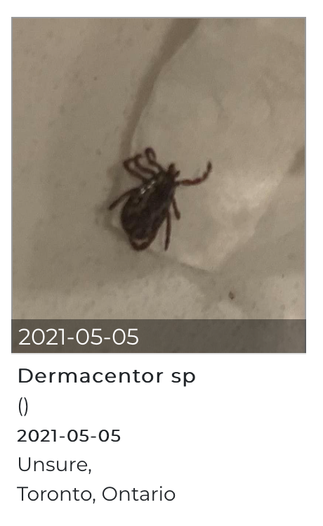 多虫图!慎点!加拿大今年蜱虫更猖獗!被咬一口可能瘫痪... 多虫图!慎点!加拿大今年蜱虫更猖獗!被咬一口可能瘫痪...