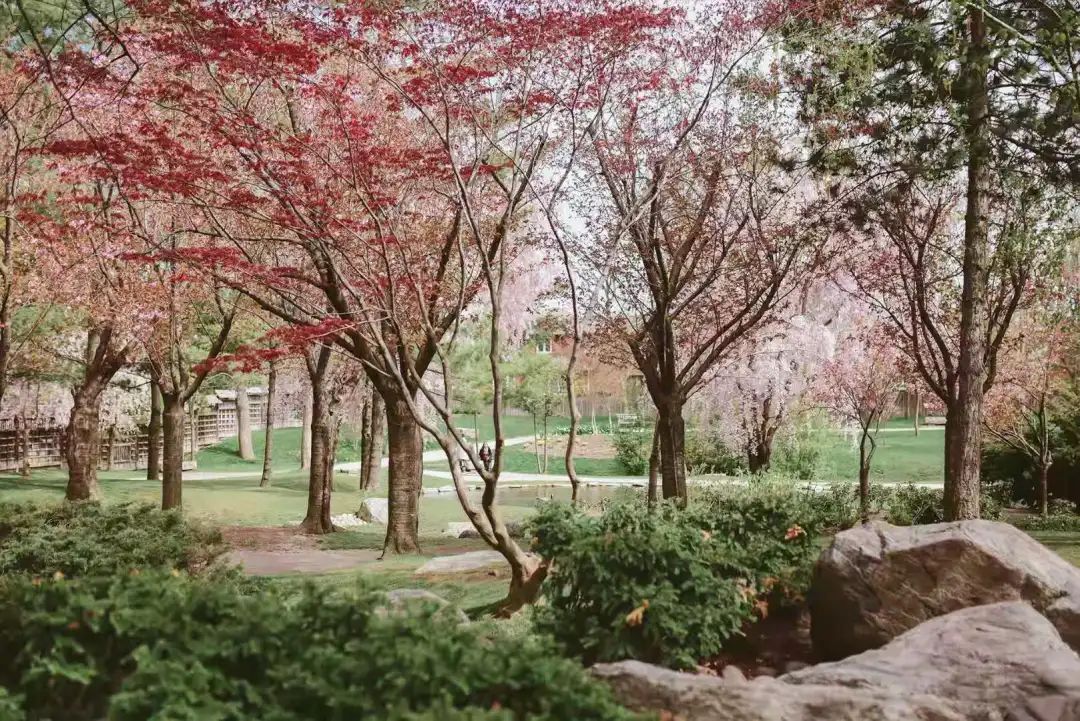 赏樱讲究一个意境！密西沙加日本公园樱花开得正好！