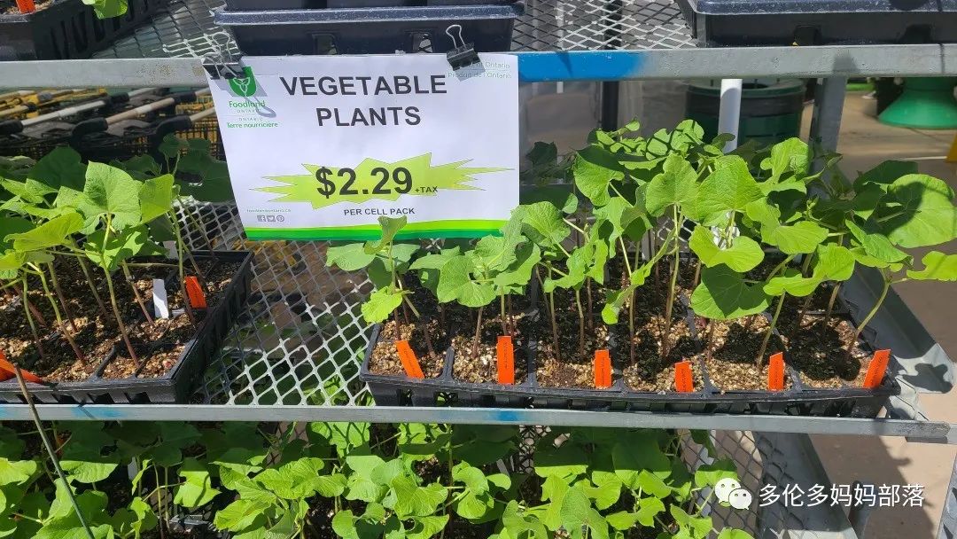 “菜根花大宝贝”探店19街农场菜园子：菜苗又绿又便宜，粪土又肥又多样！