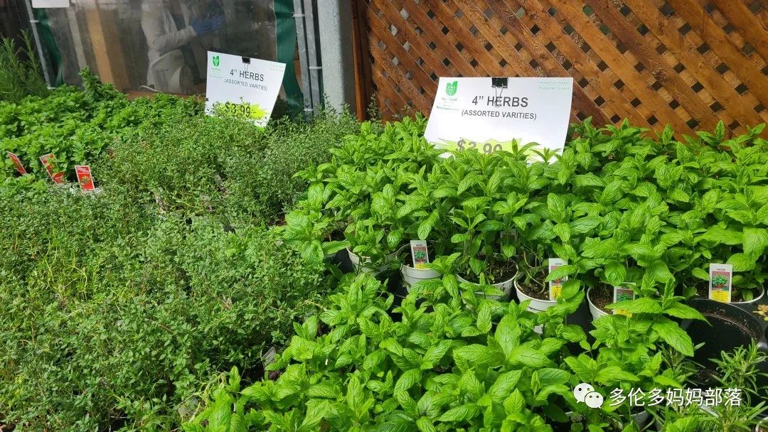 “菜根花大宝贝”探店19街农场菜园子：菜苗又绿又便宜，粪土又肥又多样！