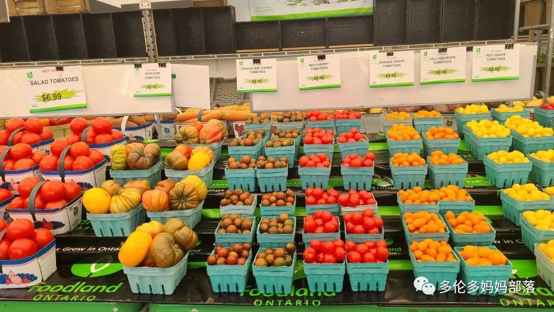 “菜根花大宝贝”探店19街农场菜园子：菜苗又绿又便宜，粪土又肥又多样！