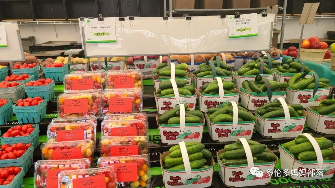 “菜根花大宝贝”探店19街农场菜园子：菜苗又绿又便宜，粪土又肥又多样！