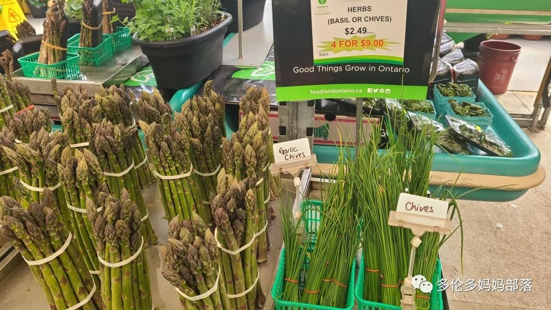 “菜根花大宝贝”探店19街农场菜园子：菜苗又绿又便宜，粪土又肥又多样！