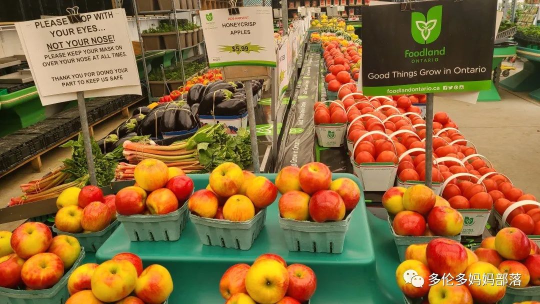 “菜根花大宝贝”探店19街农场菜园子：菜苗又绿又便宜，粪土又肥又多样！