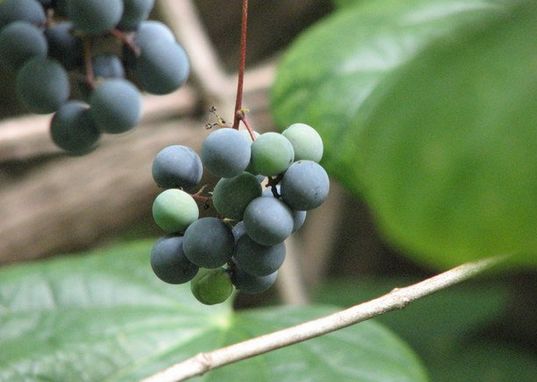 “看起来很好吃！” 撸一撸那些有毒的野菜野果野蘑菇：别瞎薅！