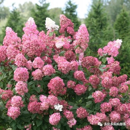 在四季只有冬夏冬冬的土狼屯：种植绣球如何选品？如何养护？（内附大型炫富）