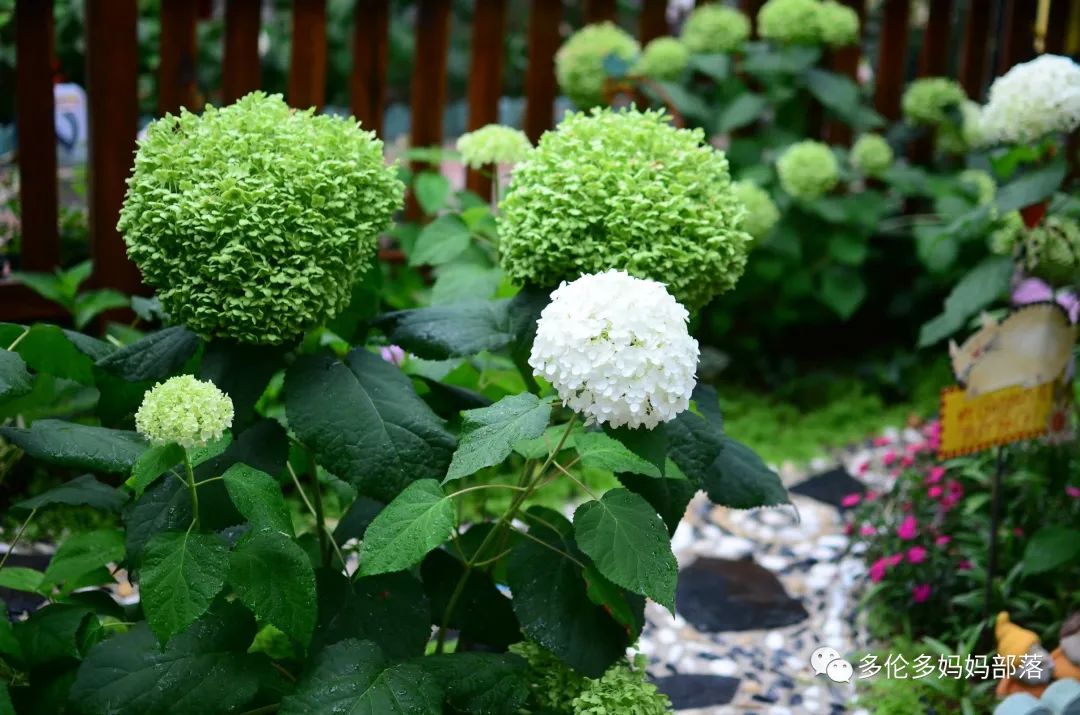 在四季只有冬夏冬冬的土狼屯：种植绣球如何选品？如何养护？（内附大型炫富）