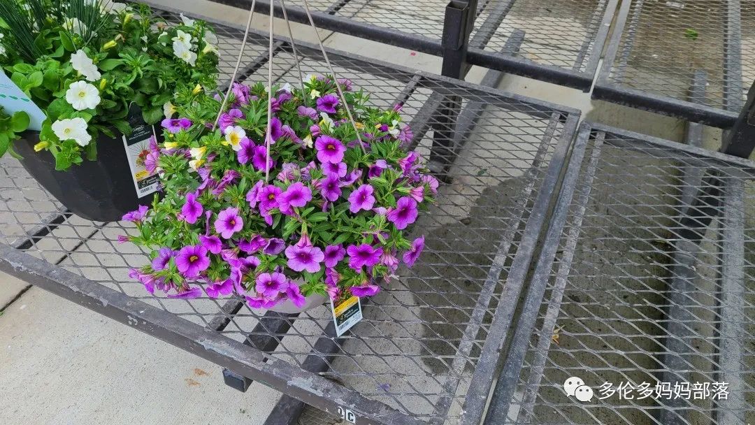 【探店】审美在线的Low's高颜值铁线莲、玫瑰、绿植上架，海量细节生图曝光