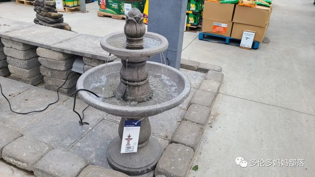 【探店】审美在线的Low's高颜值铁线莲、玫瑰、绿植上架，海量细节生图曝光