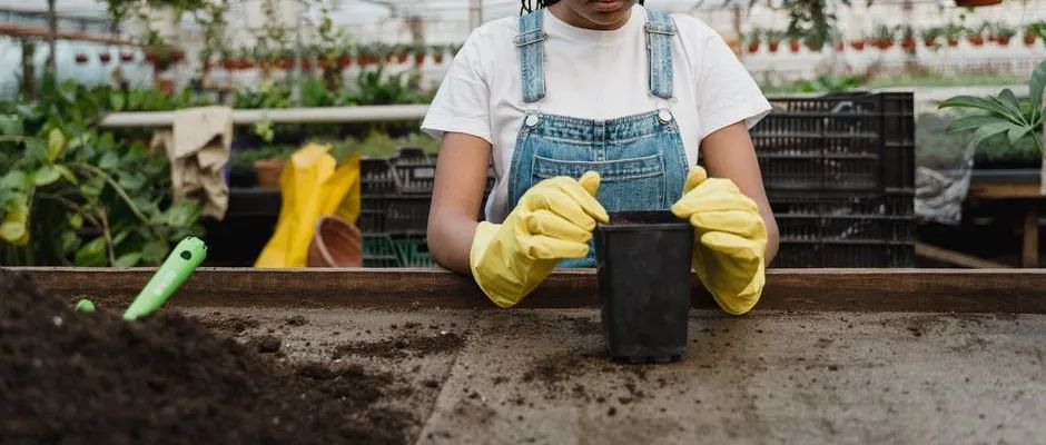 【探店】审美在线的Low's高颜值铁线莲、玫瑰、绿植上架，海量细节生图曝光