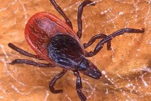多虫图!慎点!加拿大今年蜱虫更猖獗!被咬一口可能瘫痪... 多虫图!慎点!加拿大今年蜱虫更猖獗!被咬一口可能瘫痪...