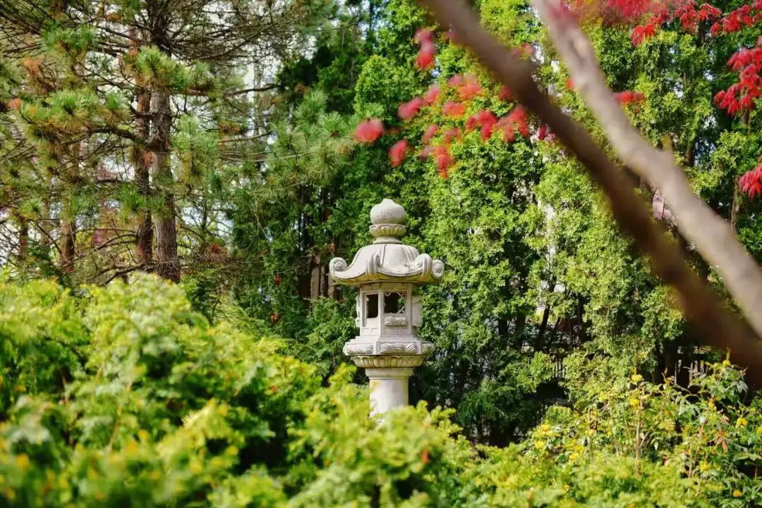 赏樱讲究一个意境！密西沙加日本公园樱花开得正好！