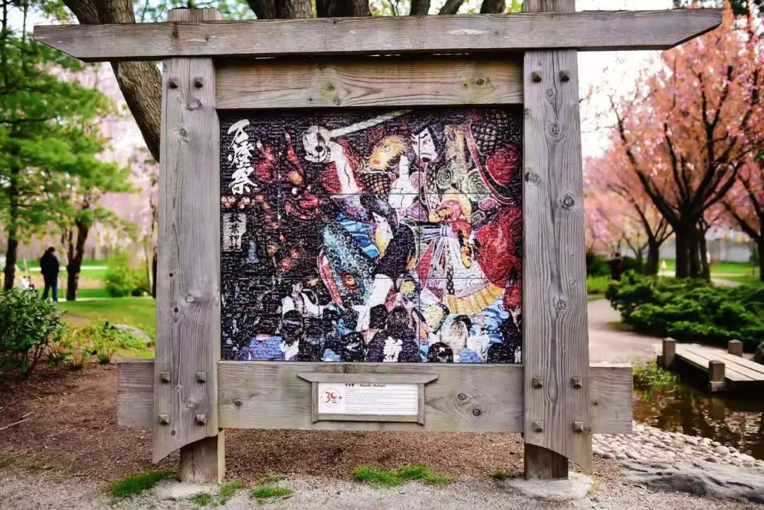 赏樱讲究一个意境！密西沙加日本公园樱花开得正好！