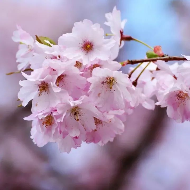 赏樱讲究一个意境！密西沙加日本公园樱花开得正好！