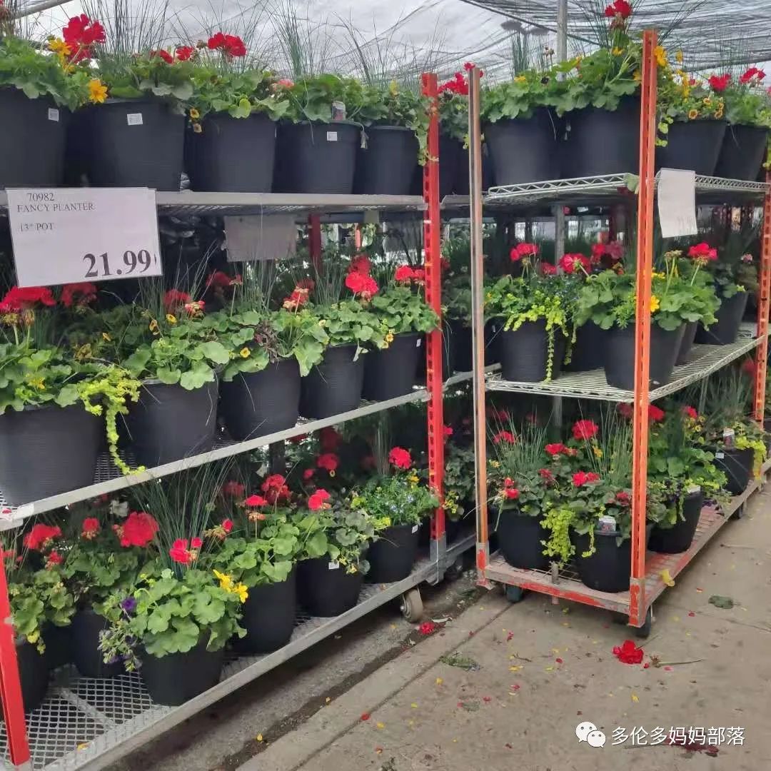 Costco排队买花人山人海，大量盆栽花卉新鲜上架