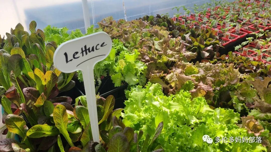 “菜根花大宝贝”探店19街农场菜园子：菜苗又绿又便宜，粪土又肥又多样！