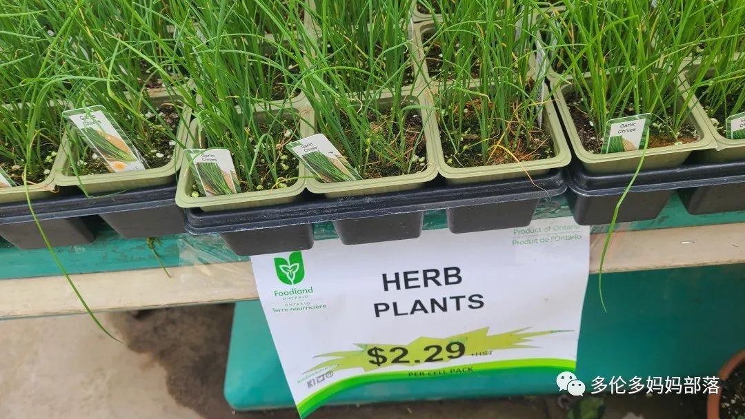 “菜根花大宝贝”探店19街农场菜园子：菜苗又绿又便宜，粪土又肥又多样！