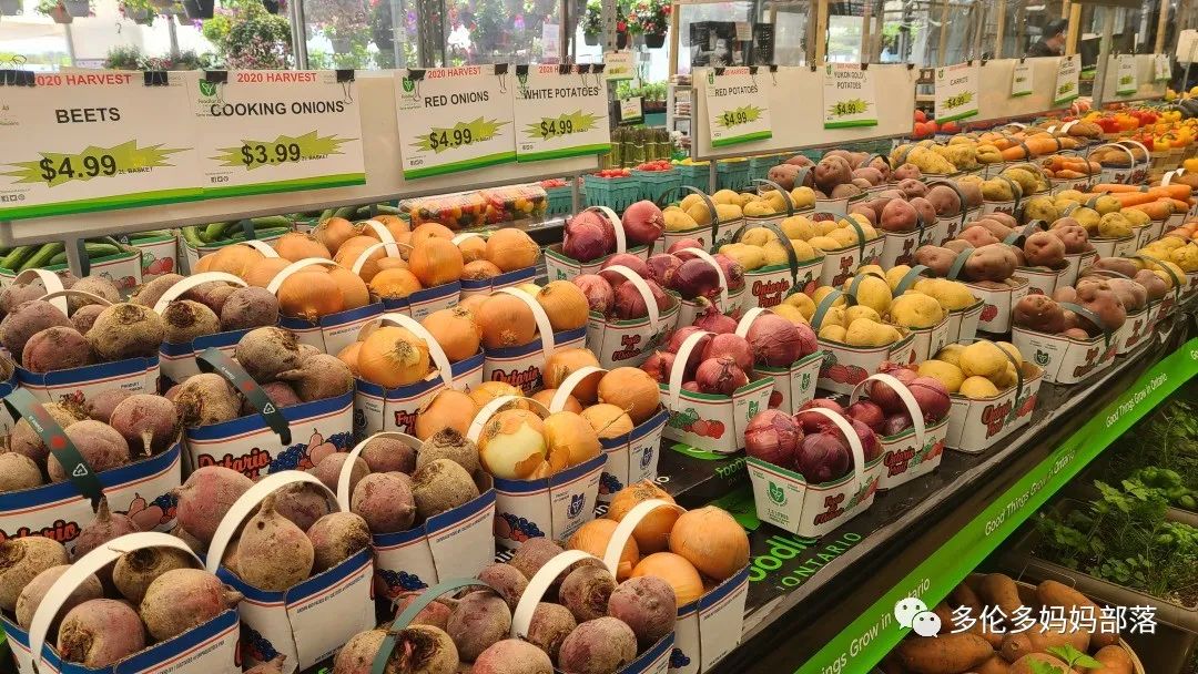 “菜根花大宝贝”探店19街农场菜园子：菜苗又绿又便宜，粪土又肥又多样！