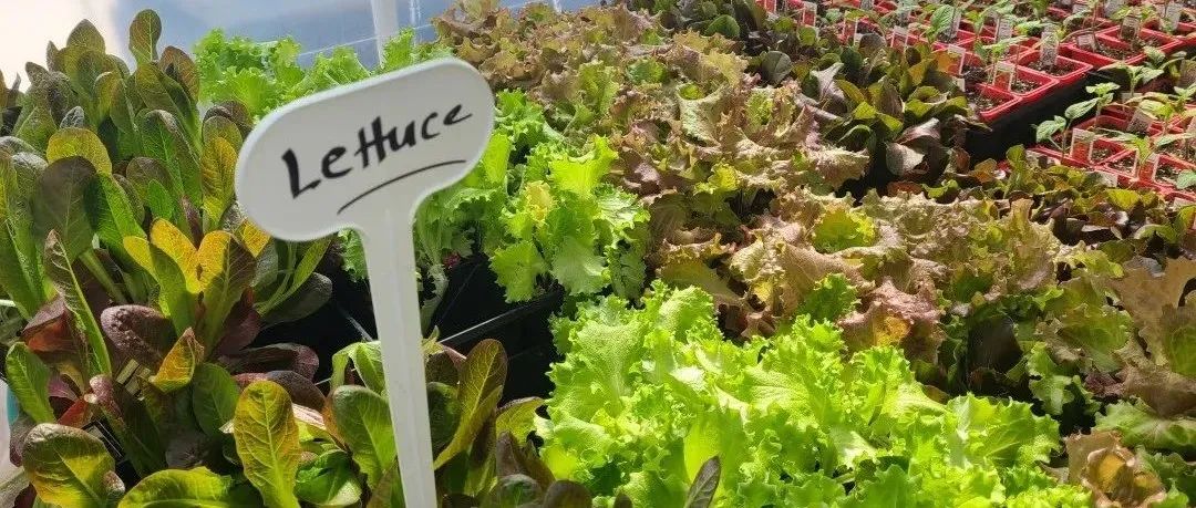 傻傻分不清！养花种菜施肥小百科：这些肥料都有什么用？