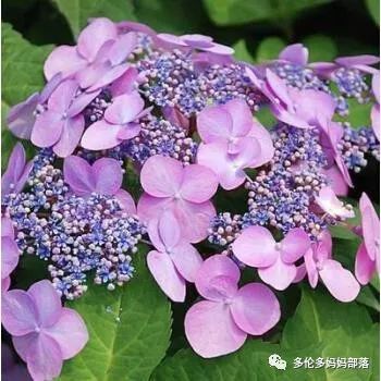 在四季只有冬夏冬冬的土狼屯：种植绣球如何选品？如何养护？（内附大型炫富）